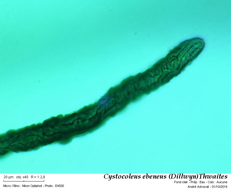Cystocoleus ebeneus (Dillwyn)Thwai #47224