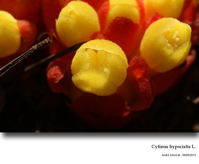 Cytinus hypocistis ( L.) L. #41355