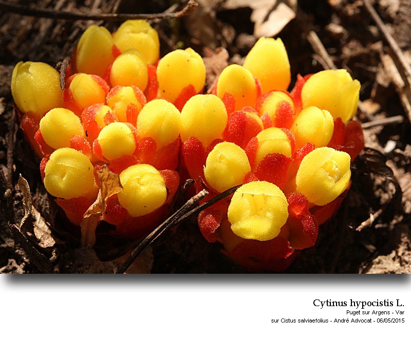 Cytinus hypocistis ( L.) L. #41353