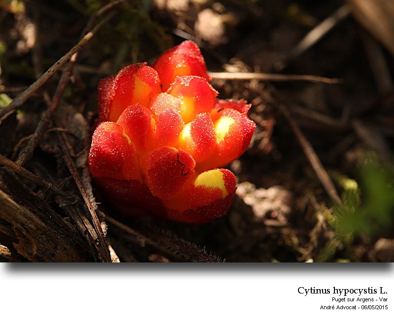 Cytinus hypocistis ( L.) L. #41354