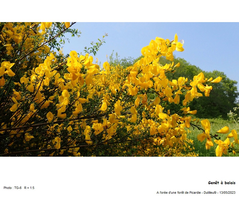 Cytisus scoparius - Genêt à balais #74655