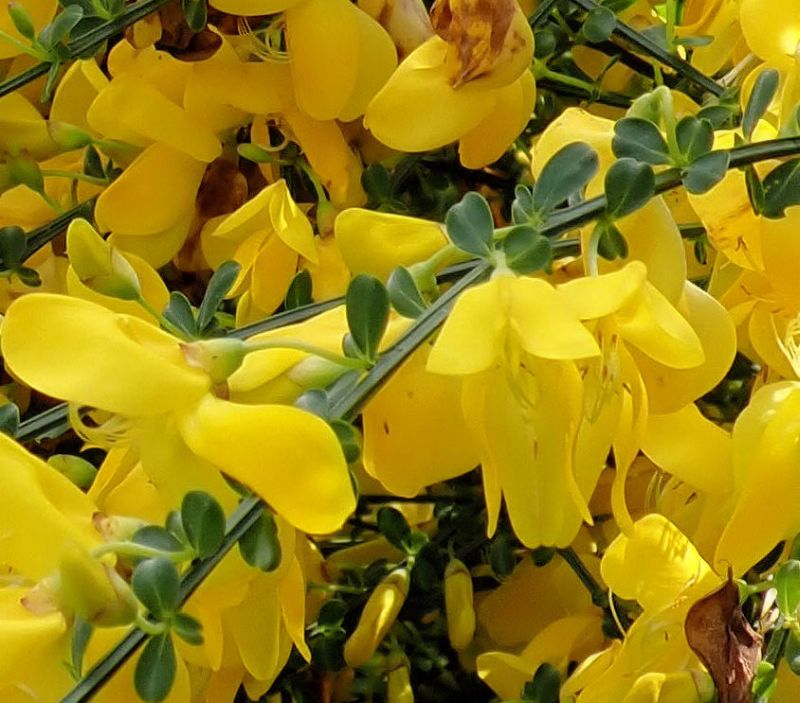 Cytisus scoparius - Genêt à balais #74657