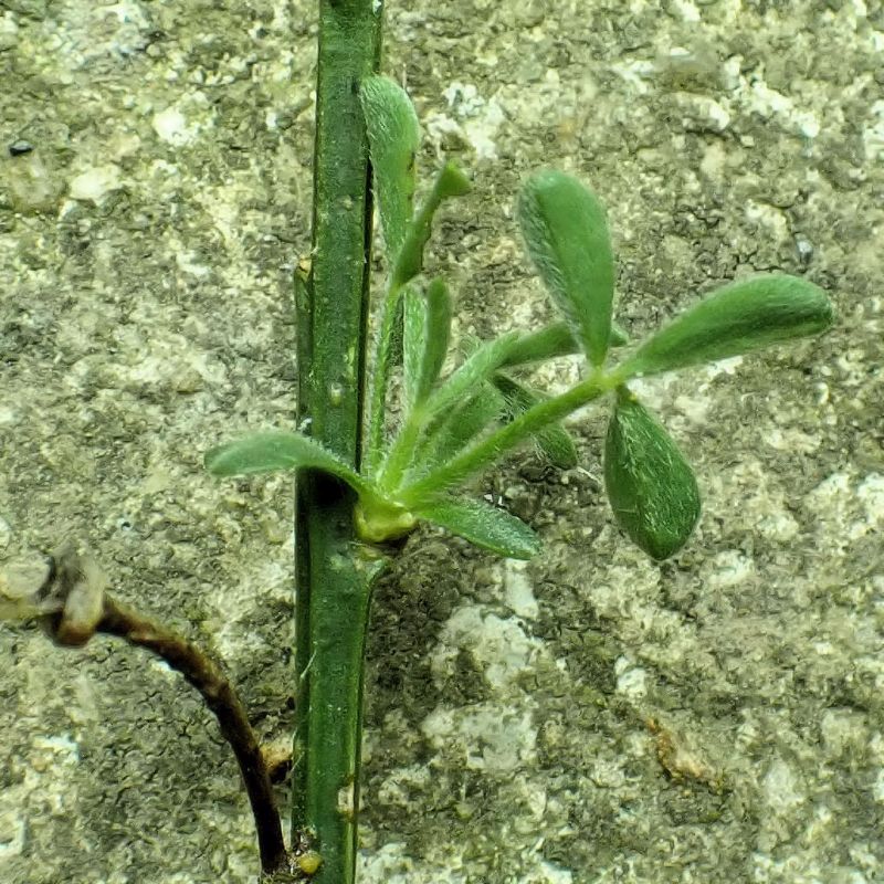 Cytisus scoparius - Genêt à balais #74658