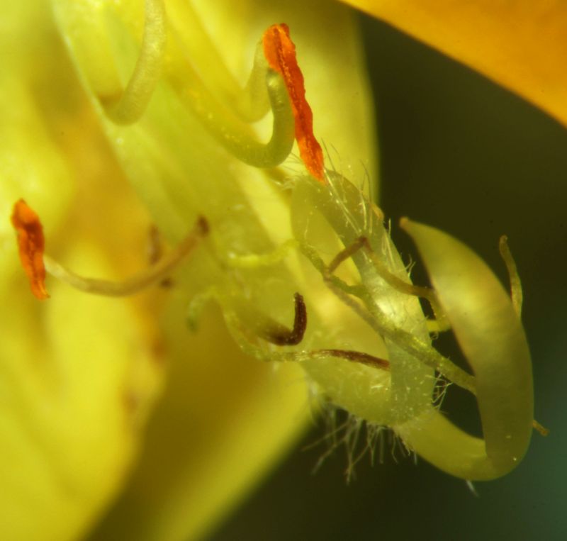 Cytisus scoparius - Genêt à balais #74660