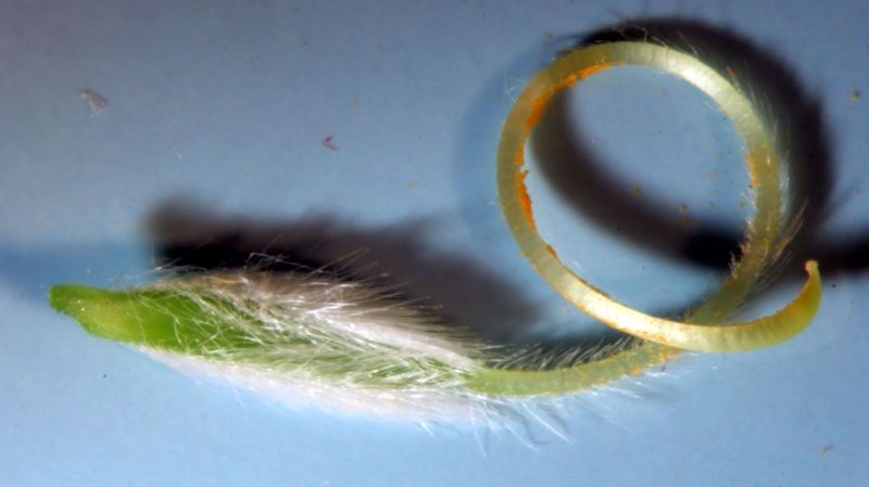 Cytisus scoparius - Genêt à balais #74675