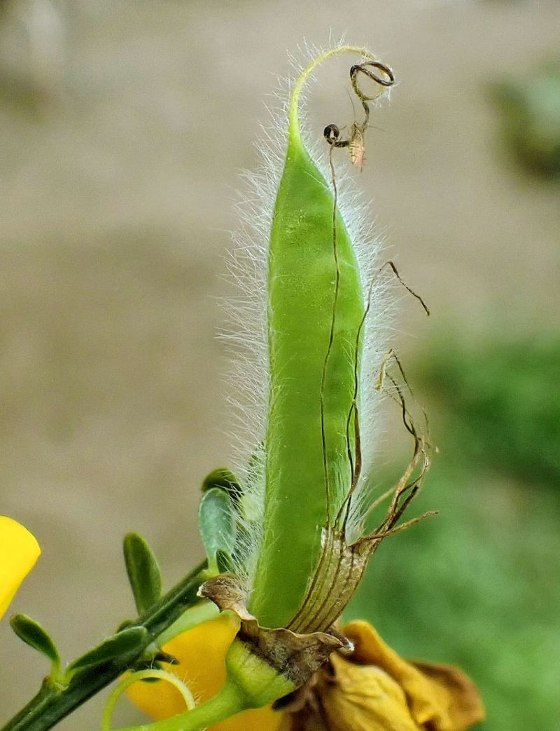 Cytisus scoparius - Genêt à balais #74662