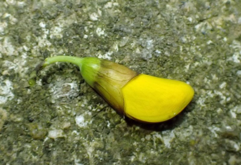 Cytisus scoparius - Genêt à balais #74661