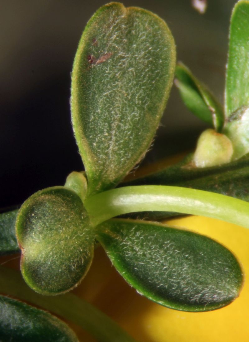Cytisus scoparius - Genêt à balais #74656