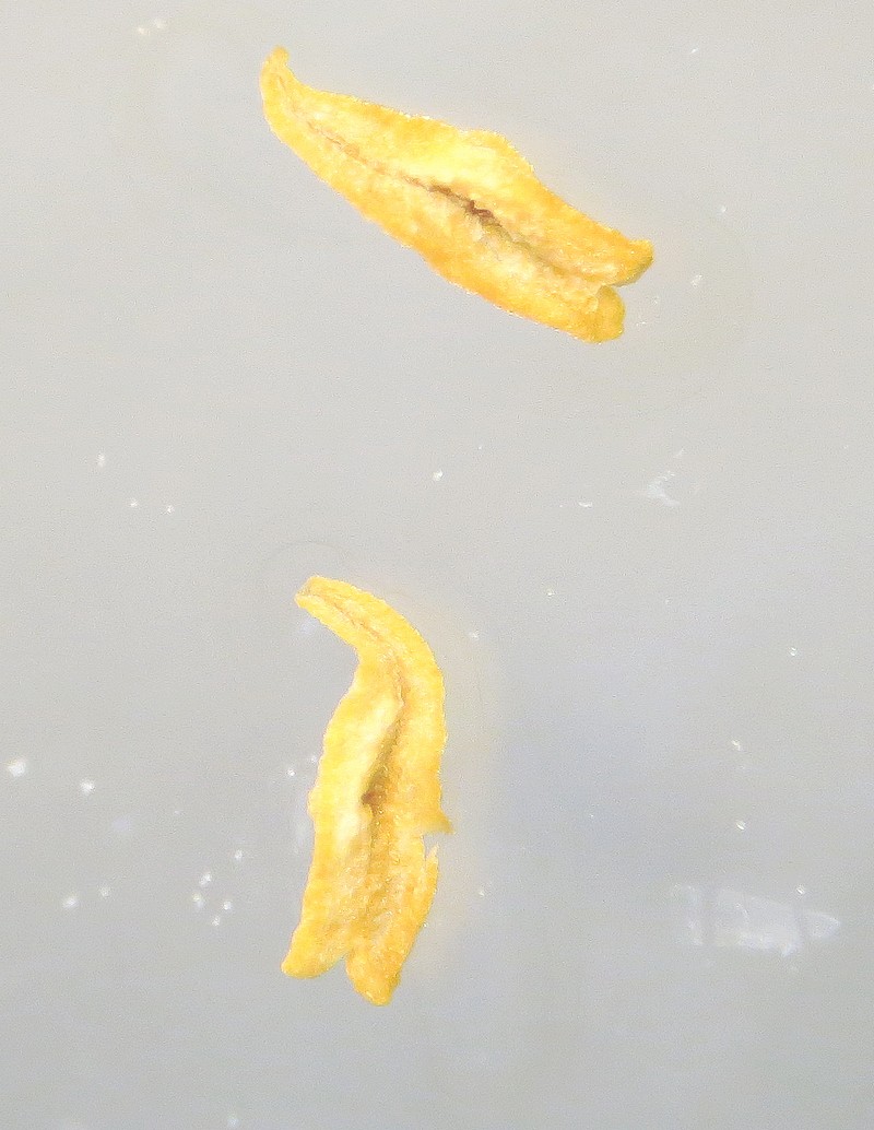 Cytisus scoparius-genêt à balais #31449