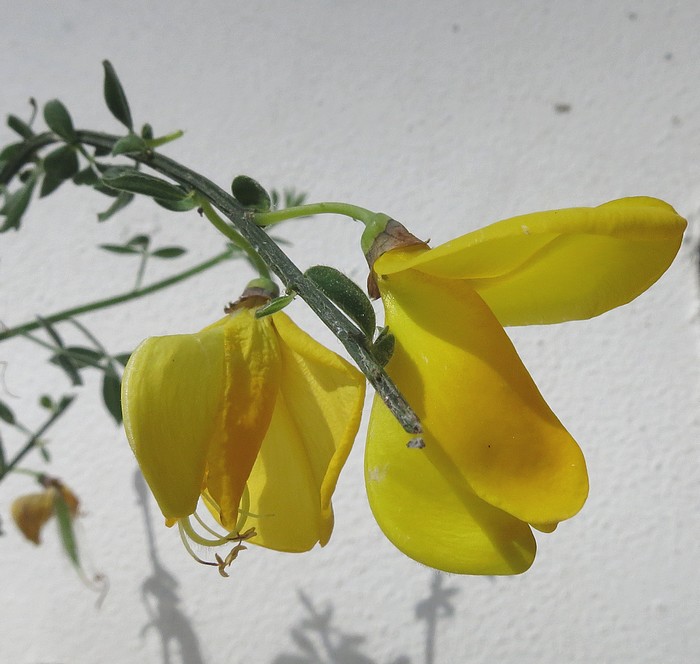 Cytisus scoparius-genêt à balais #31453