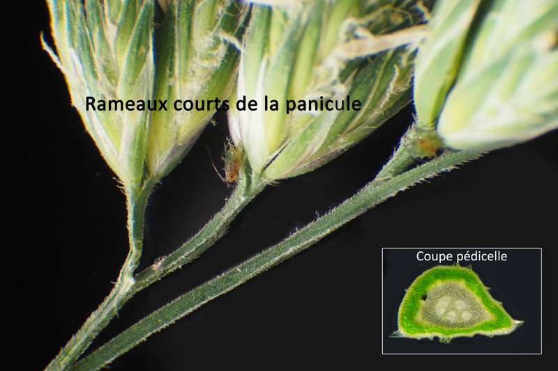 Dactylis glomerata L. : Le Dactyle aggloméré #63128