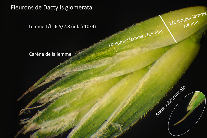 Dactylis glomerata L. : Le Dactyle aggloméré #63125