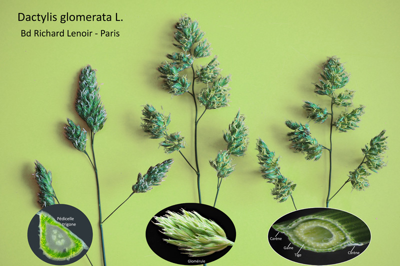 Dactylis glomerata L. : Le Dactyle aggloméré #63129
