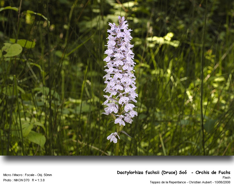 Dactylorhiza fuchsii (Druce) Soò - Orchis de Fuchs #4343