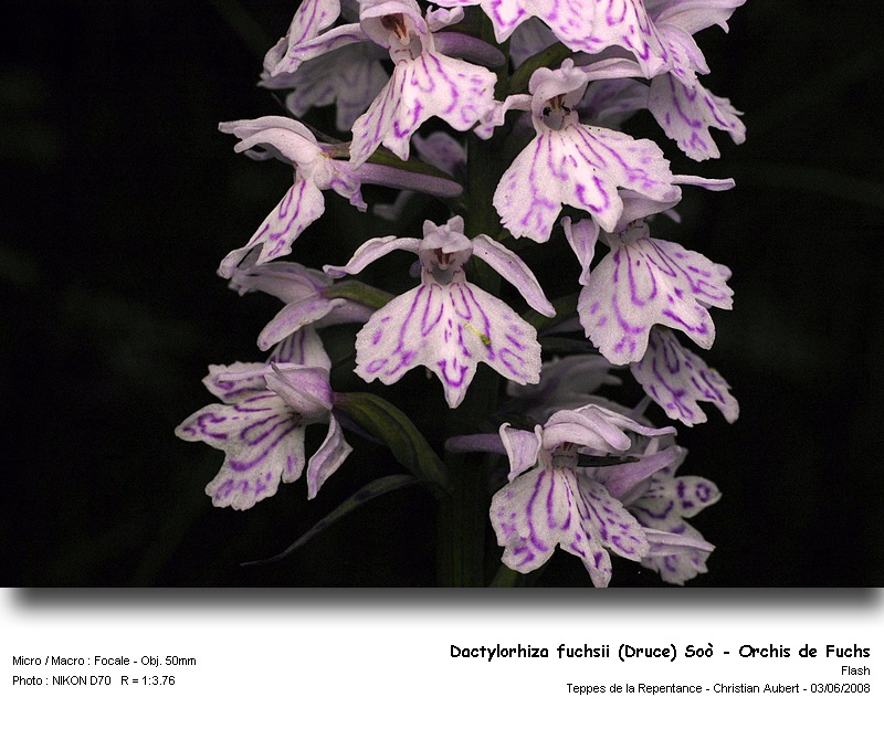 Dactylorhiza fuchsii (Druce) Soò - Orchis de Fuchs #4347