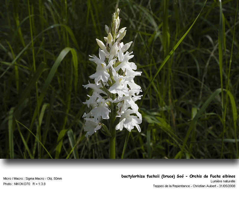 Dactylorhiza fuchsii (Druce) Soò - Orchis de Fuchs #4197