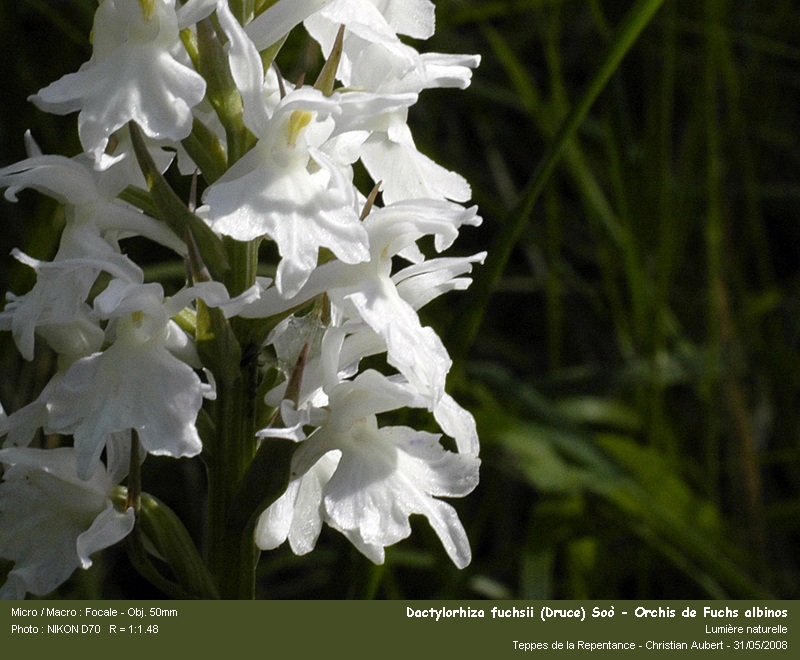 Dactylorhiza fuchsii (Druce) Soò - Orchis de Fuchs #4200