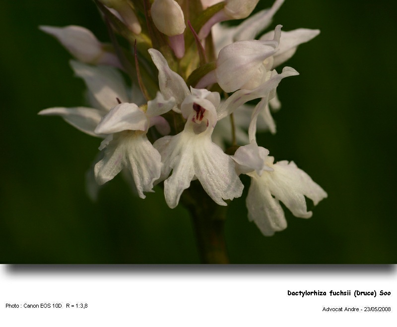 Dactylorhiza fuchsii (Druce) Soo (Orchidée) #4195
