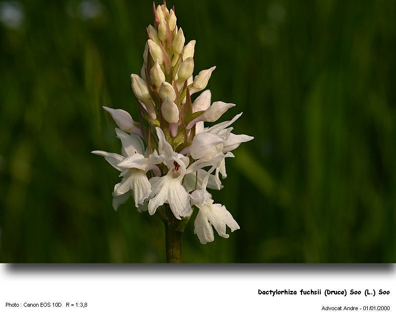 Dactylorhiza fuchsii (Druce) Soo (Orchidée) #4194
