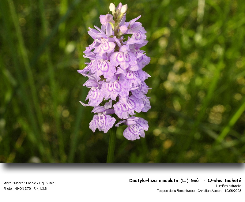 Dactylorhiza maculata (L.) Soó - Orchis tacheté #4335