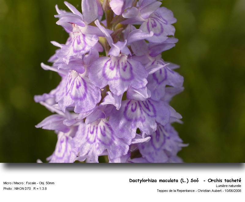 Dactylorhiza maculata (L.) Soó - Orchis tacheté #4337
