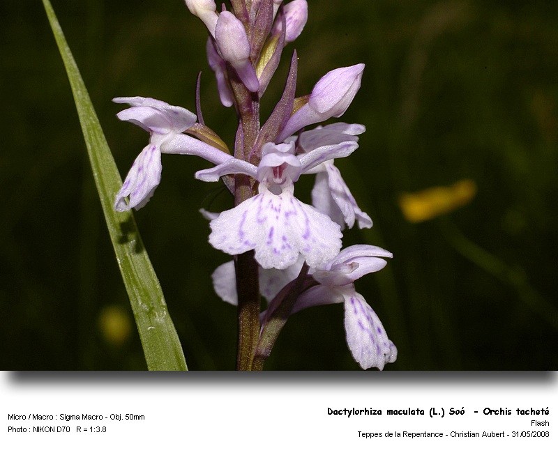 Dactylorhiza maculata (L.) Soó - Orchis tacheté #4192