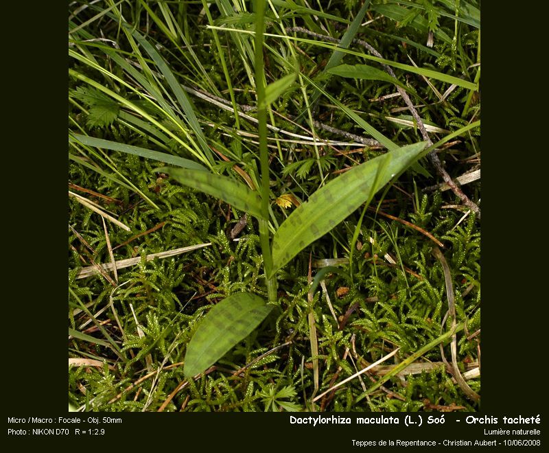 Dactylorhiza maculata (L.) Soó - Orchis tacheté #4336