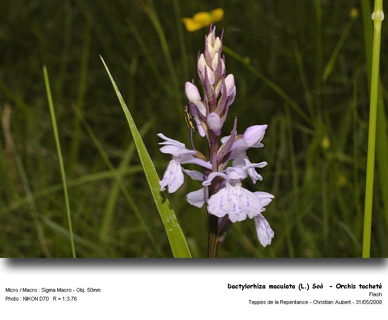 Dactylorhiza maculata (L.) Soó - Orchis tacheté #4191
