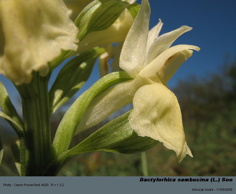 Dactylorhiza sambucina (L.) Soo  (Orchis sureau) #3849
