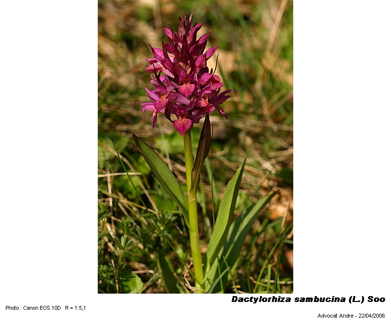 Dactylorhiza sambucina (L.) Soo  (Orchis sureau) #3845