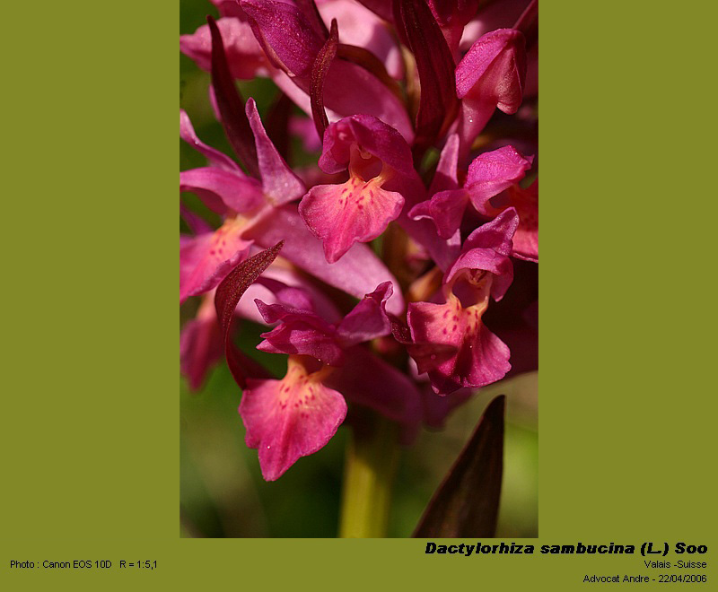 Dactylorhiza sambucina (L.) Soo  (Orchis sureau) #3850