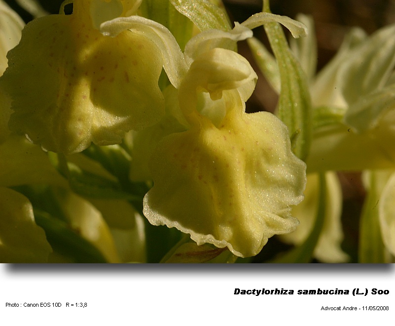Dactylorhiza sambucina (L.) Soo  (Orchis sureau) #3846
