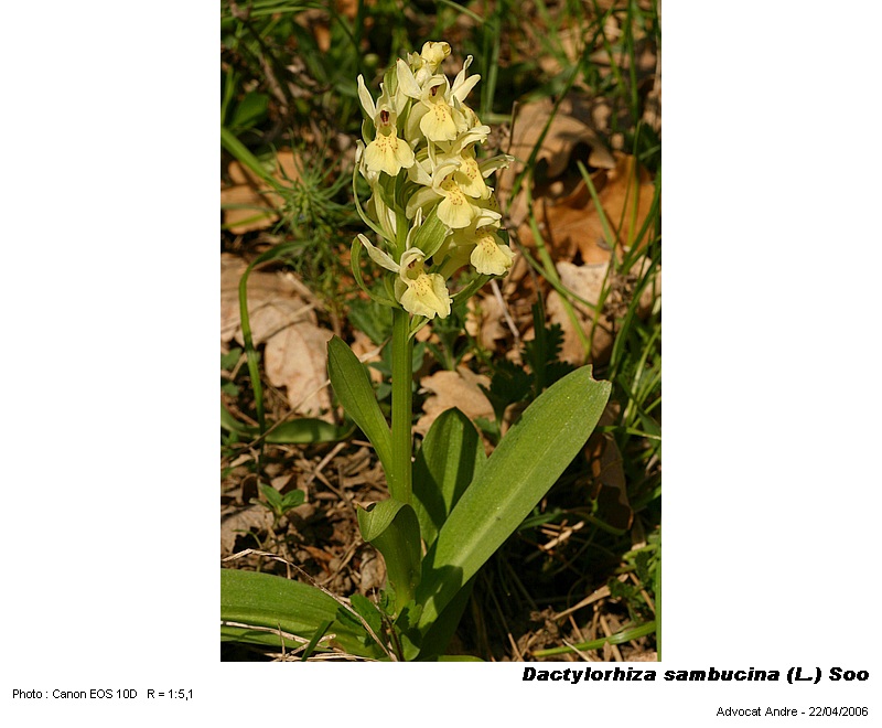 Dactylorhiza sambucina (L.) Soo  (Orchis sureau) #3844