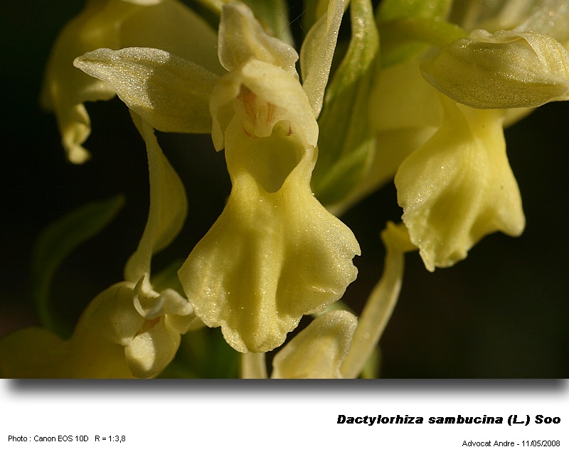 Dactylorhiza sambucina (L.) Soo  (Orchis sureau) #3847