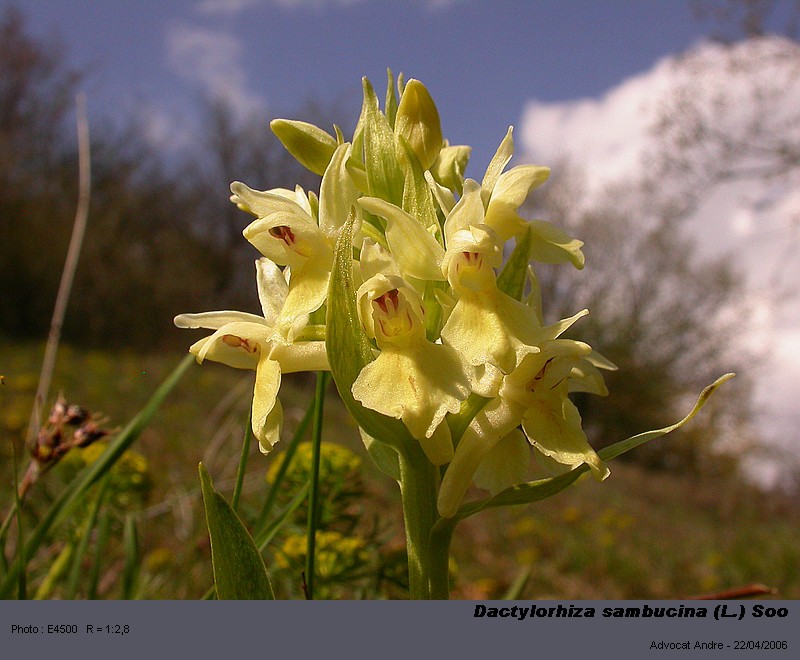 Dactylorhiza sambucina (L.) Soo  (Orchis sureau) #3848