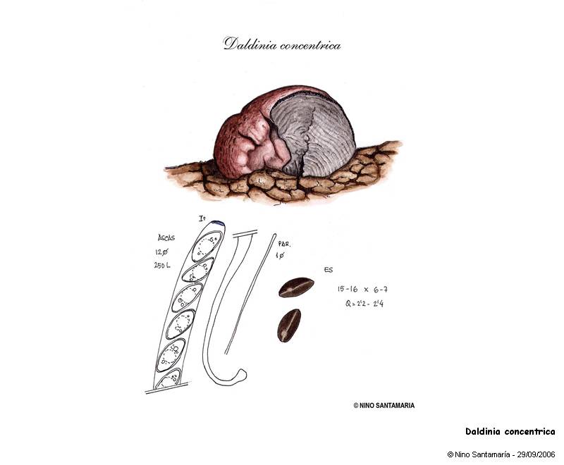 Daldinia concentrica (Bolt. : Fr.) Ces. & De Not. #25300