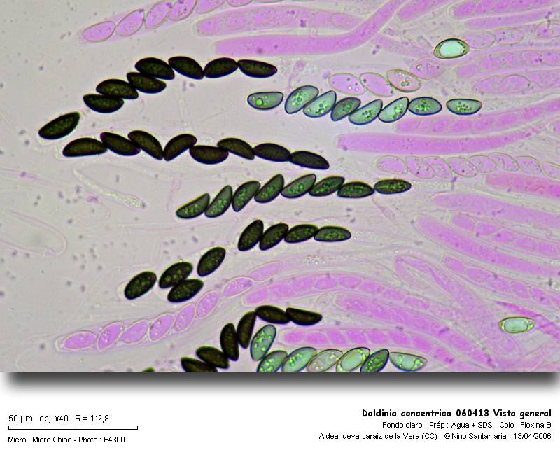Daldinia concentrica (Bolt. : Fr.) Ces. & De Not. #25303