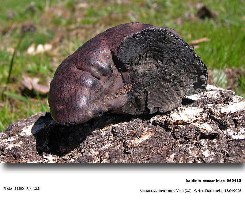 Daldinia concentrica (Bolt. : Fr.) Ces. & De Not. #25301
