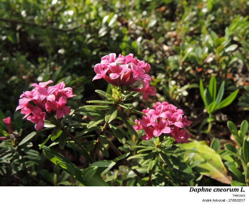 Daphne cneorum L. #53165