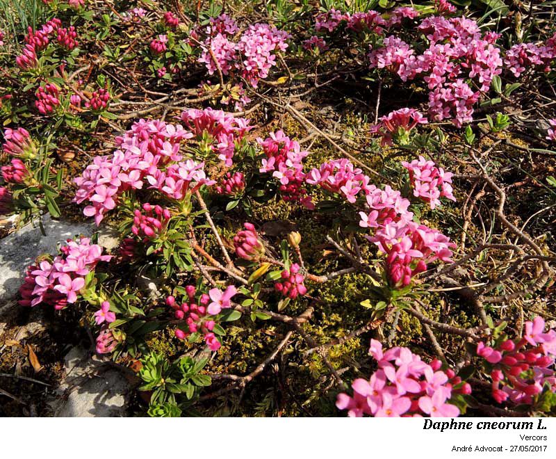 Daphne cneorum L. #53163