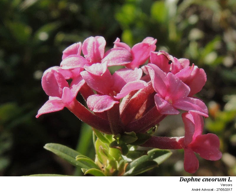 Daphne cneorum L. #53166