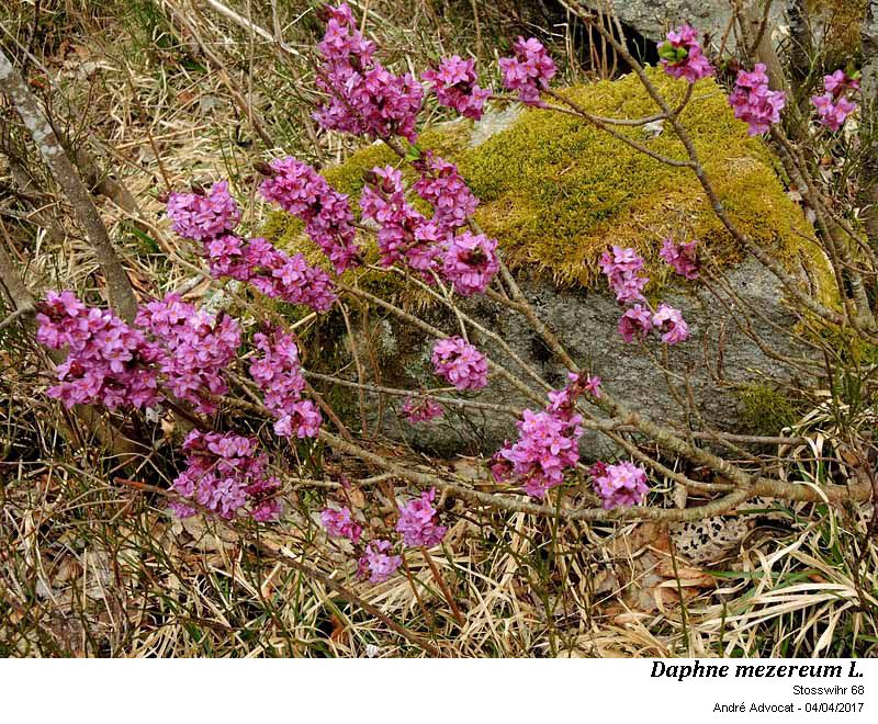 Daphne mezereum L. #53173