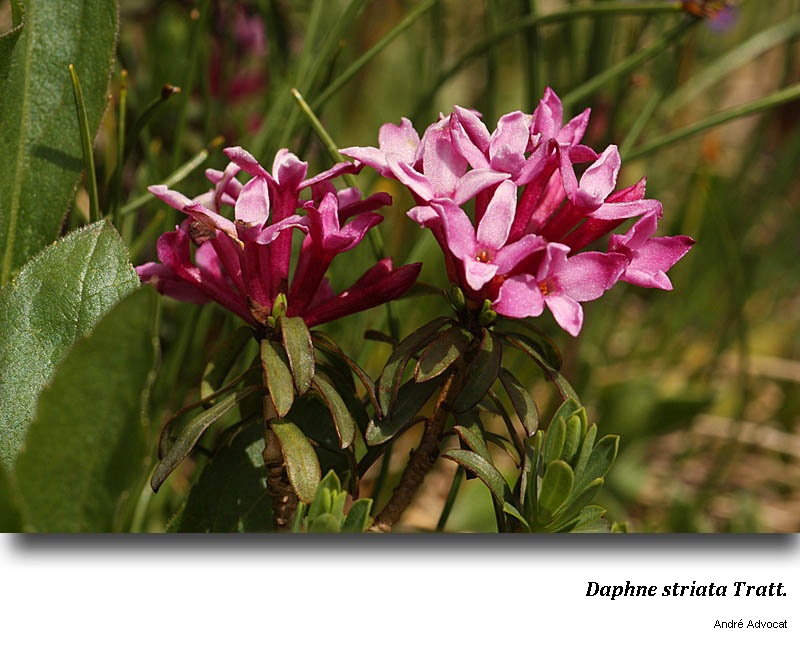 Daphne striata Tratt. #53160