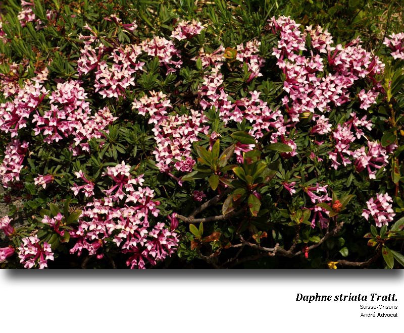 Daphne striata Tratt. #53158