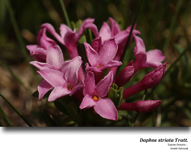 Daphne striata Tratt. #53161