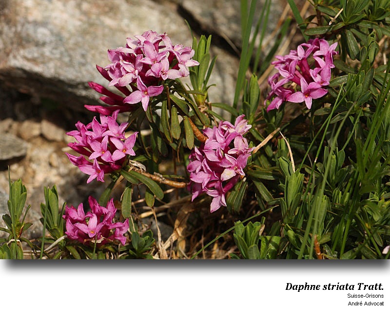 Daphne striata Tratt. #53159