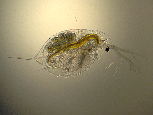 Daphnia longispina - Daphniidae - Cladocères #7667