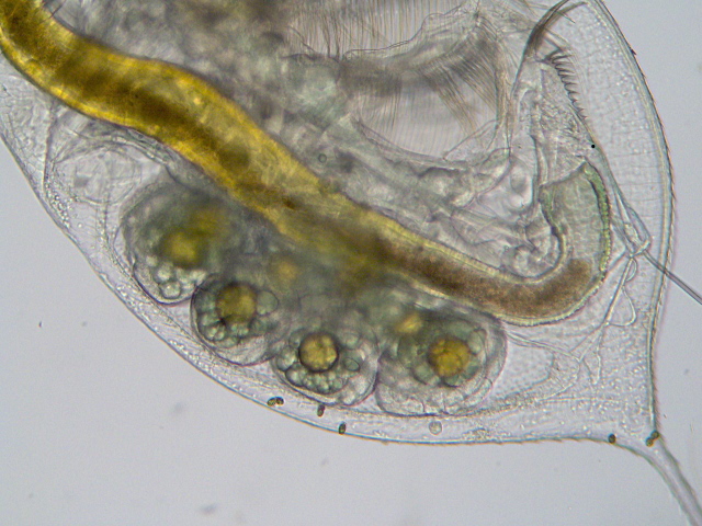 Daphnia longispina - Daphniidae - Cladocères #7668