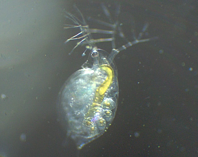 Daphnia longispina - Daphniidae - Cladocères #7665