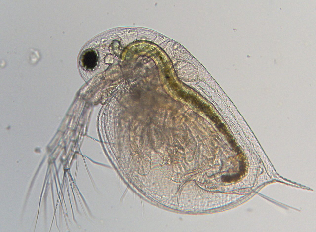 Daphnia obtusa jeune sujet - Daphiidae - Cladocères #8414